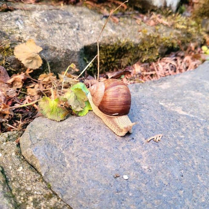 Domeček pohoda maringotka Máňa