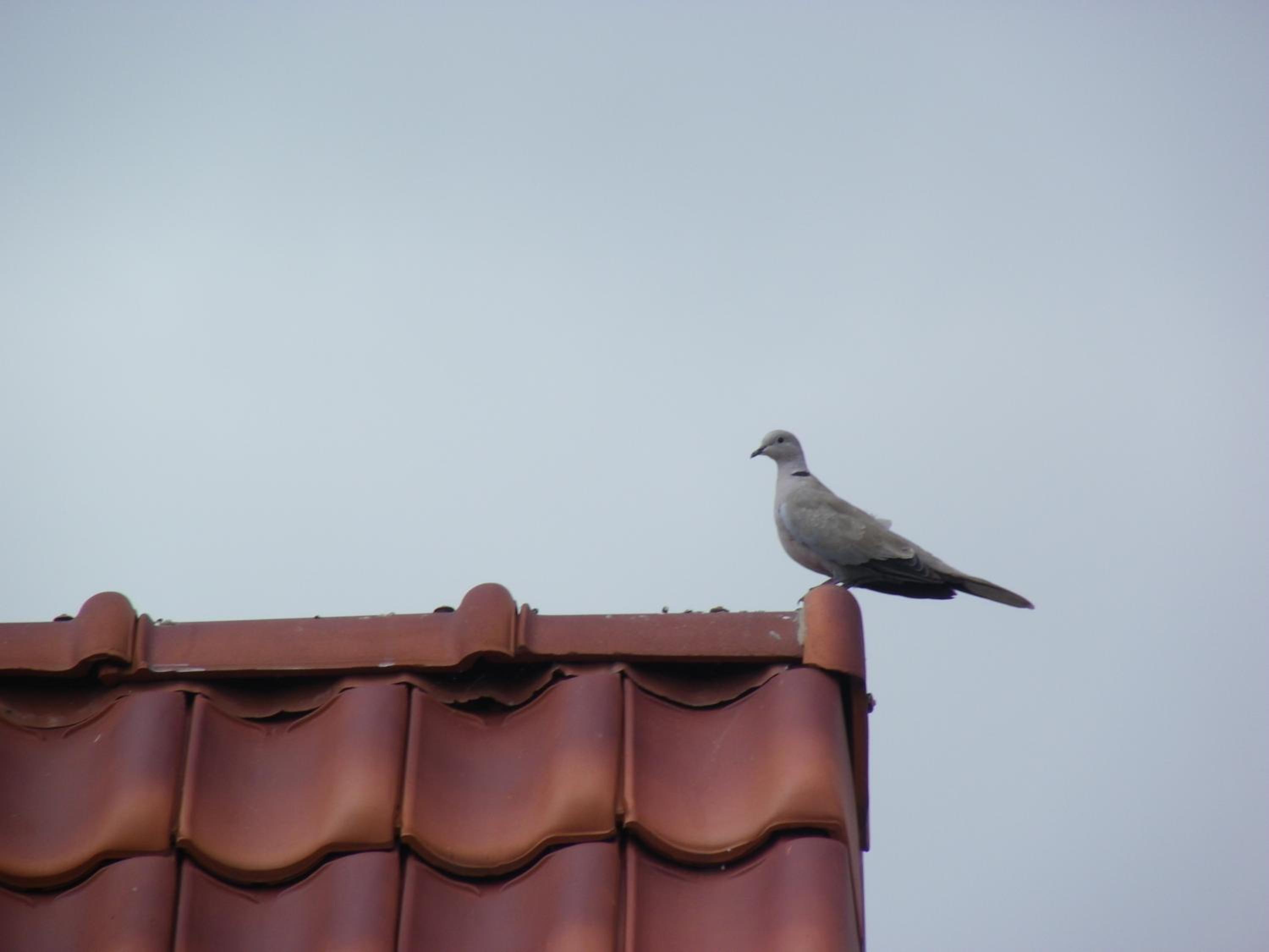 Fleur de Ciel, photo 9