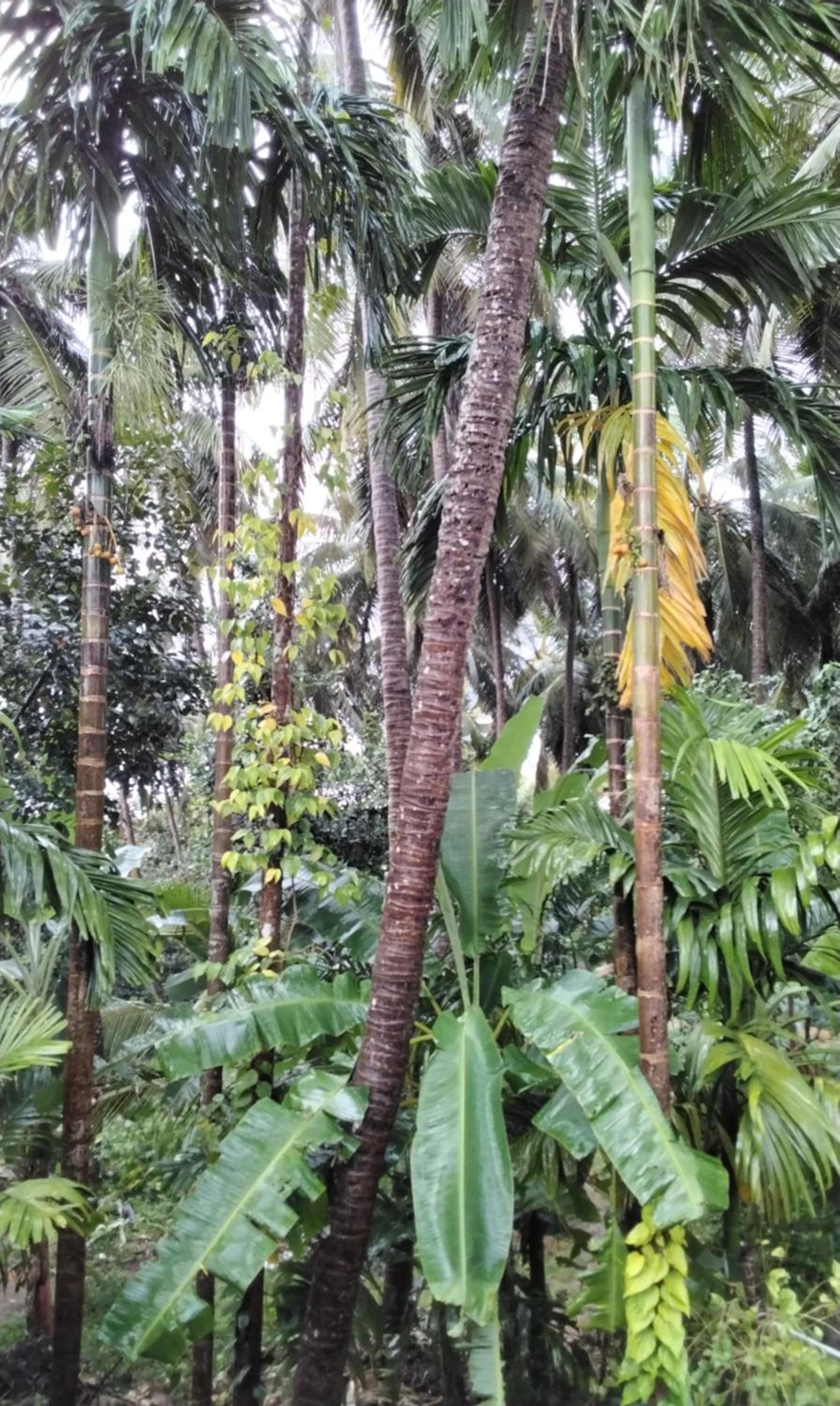 Palm Vista Vacations Barkur Udupi District view 4