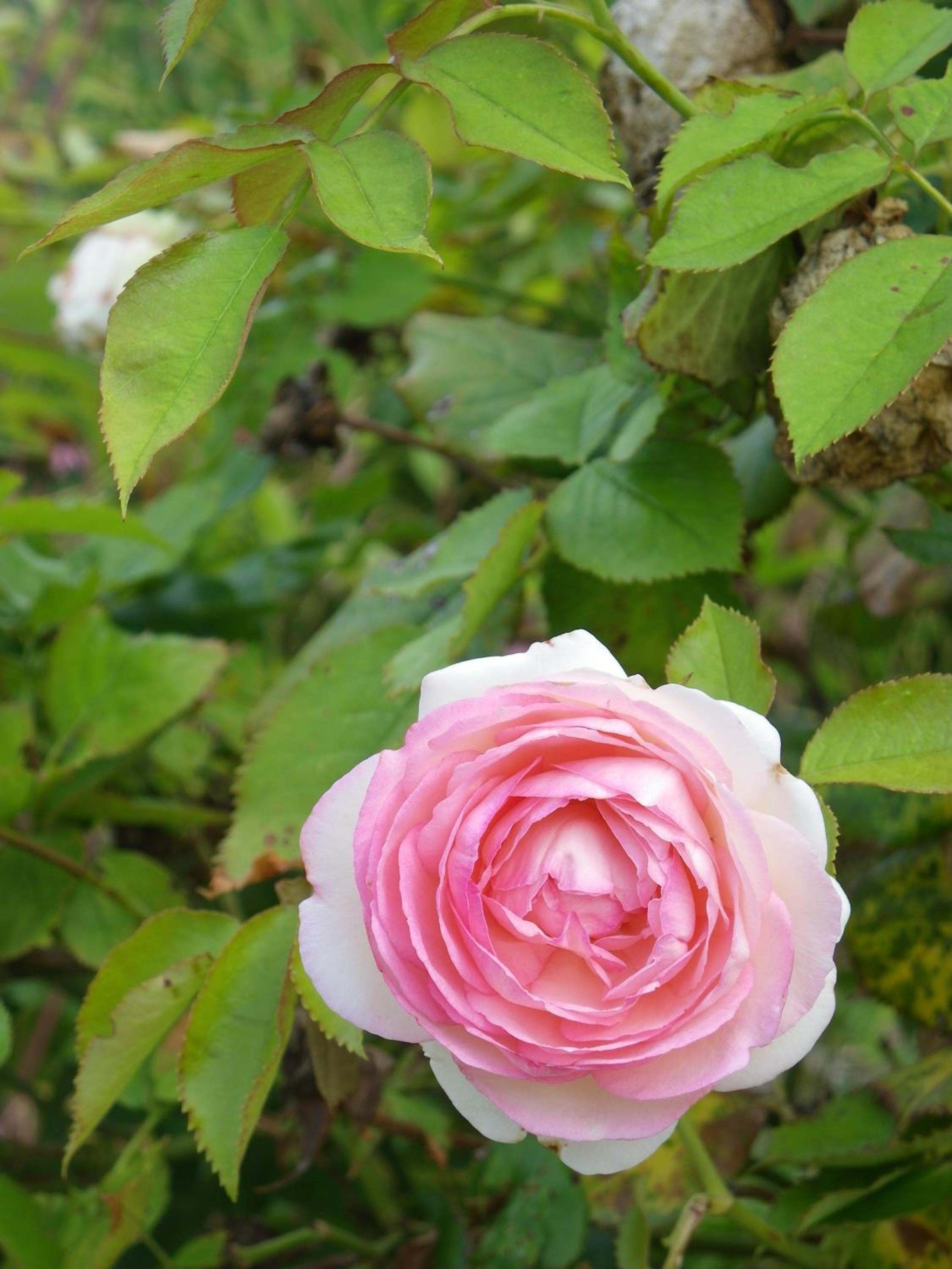 Fleur de Ciel, photo 25