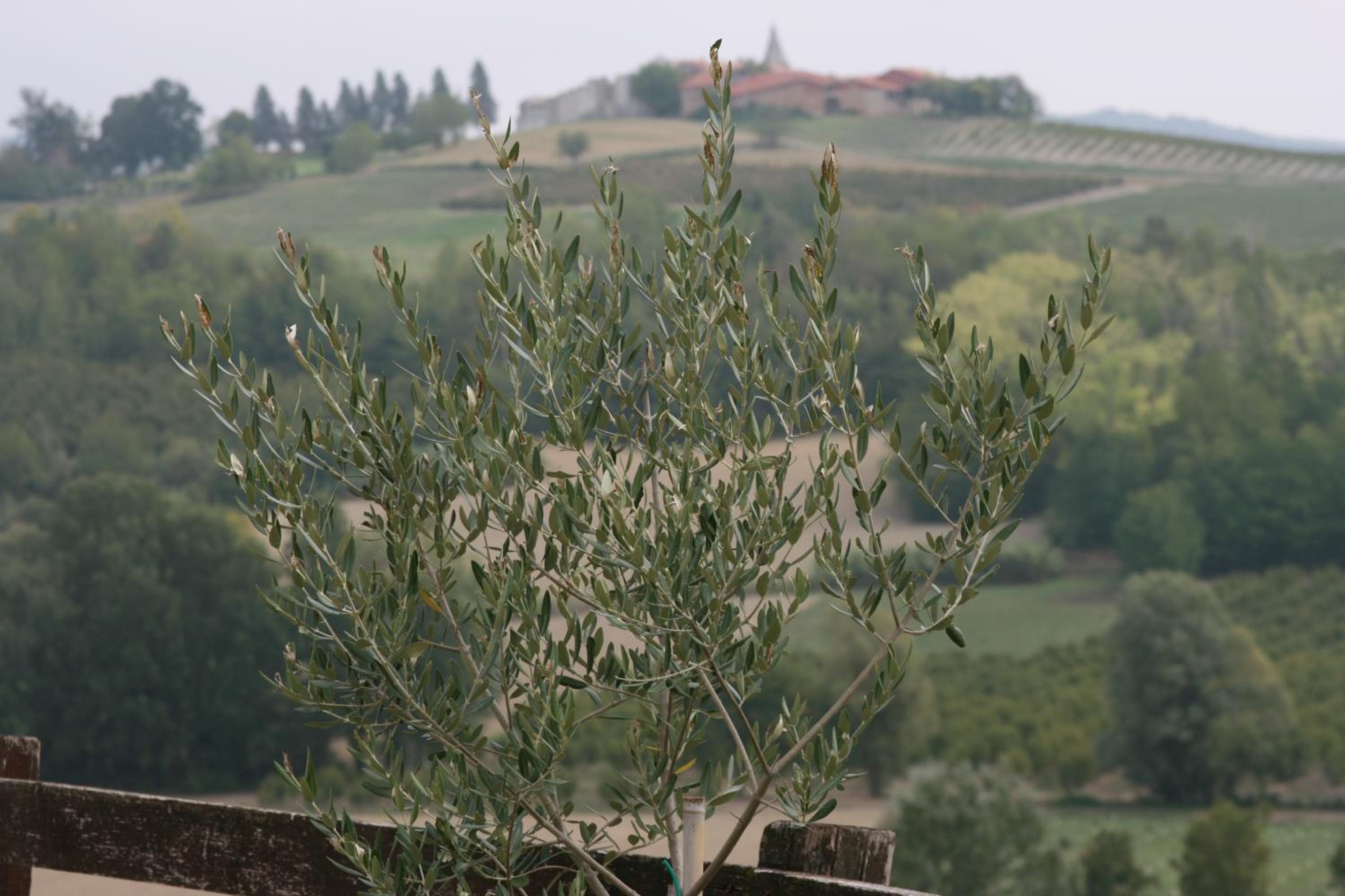 Cascina Fazioli B&B