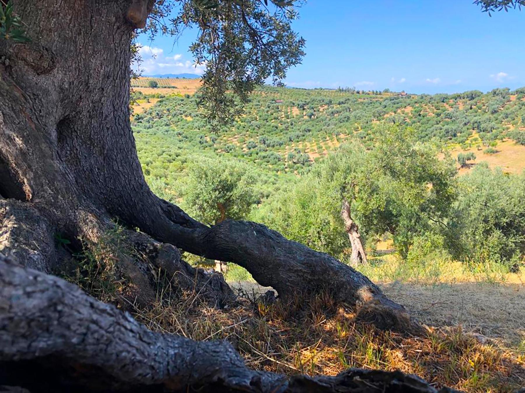Agriturismo Vulcano