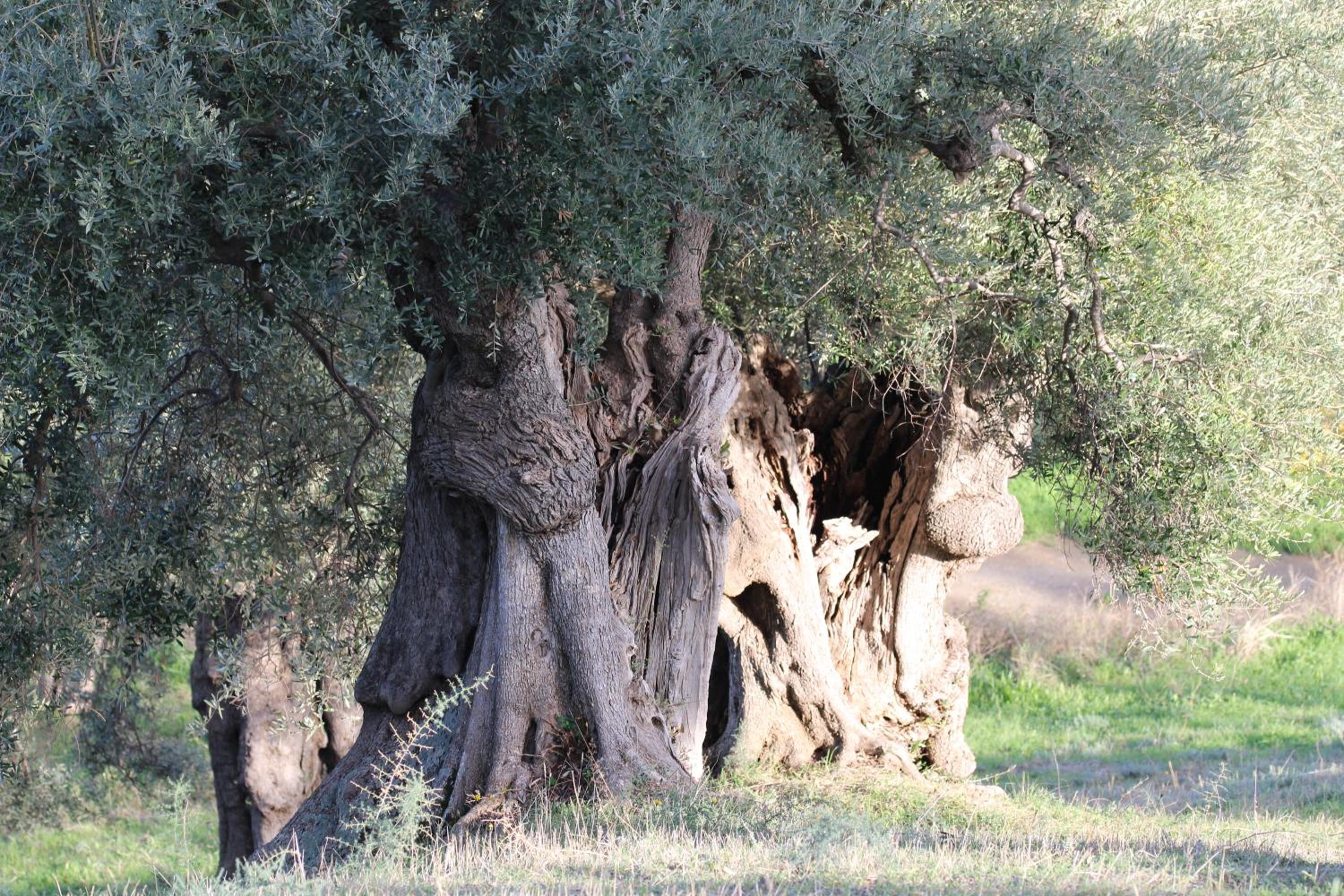 Agriturismo Vulcano
