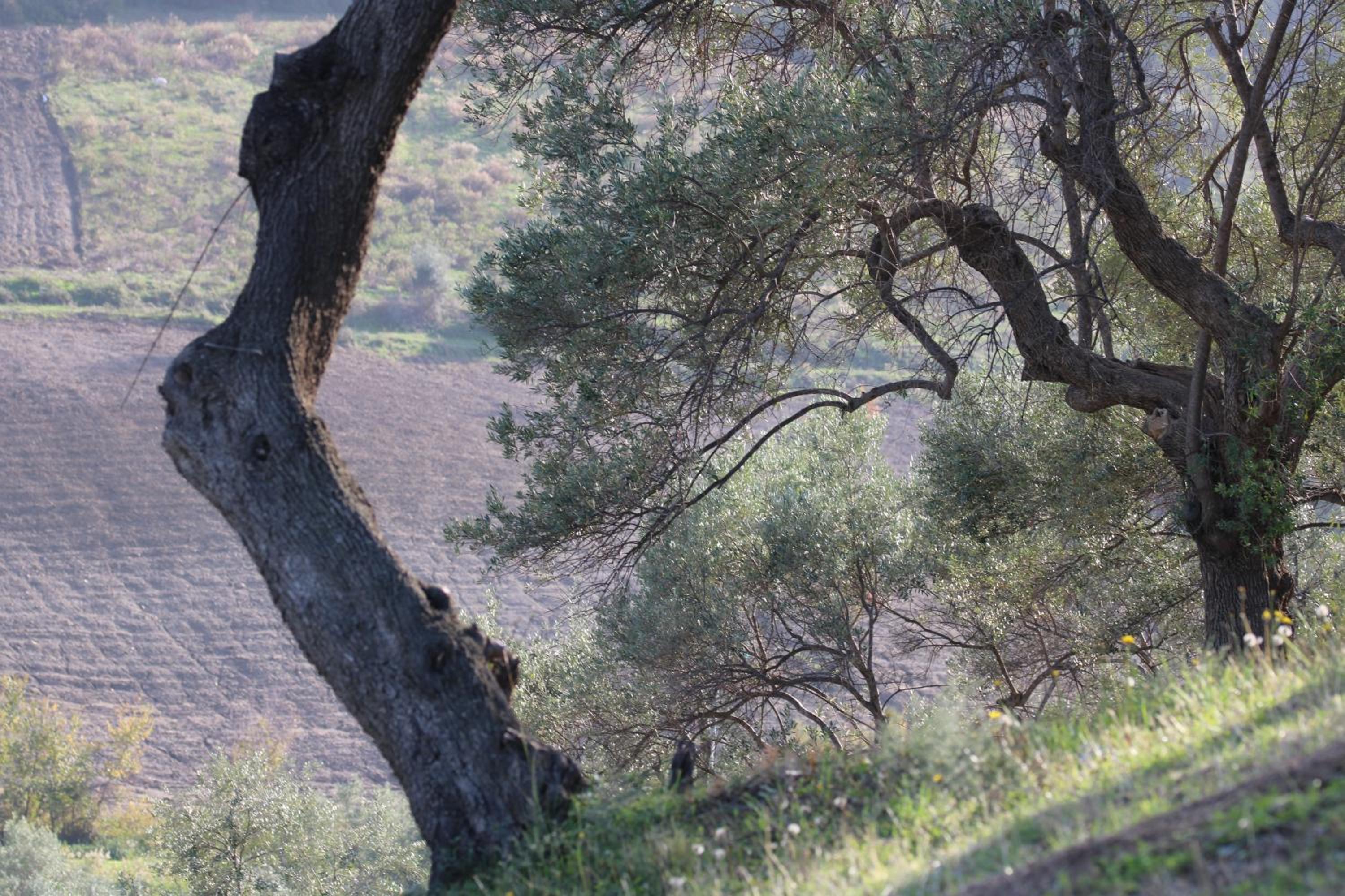 Agriturismo Vulcano