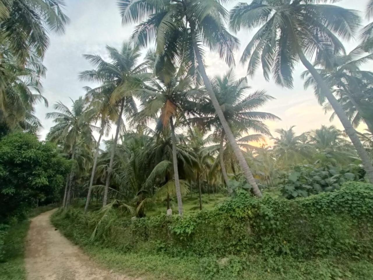 Evergreen Homestay
