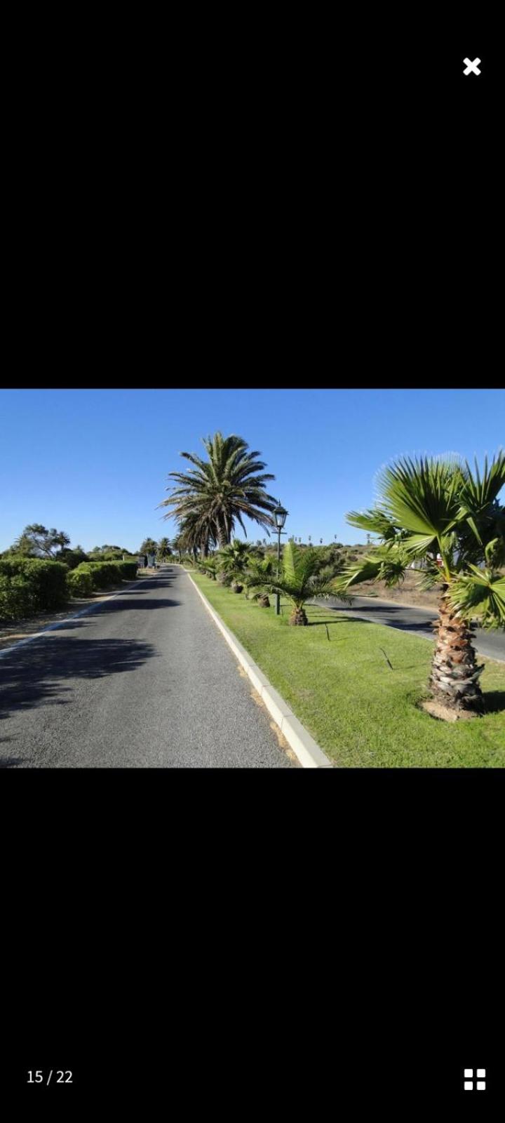 Paradise Palms