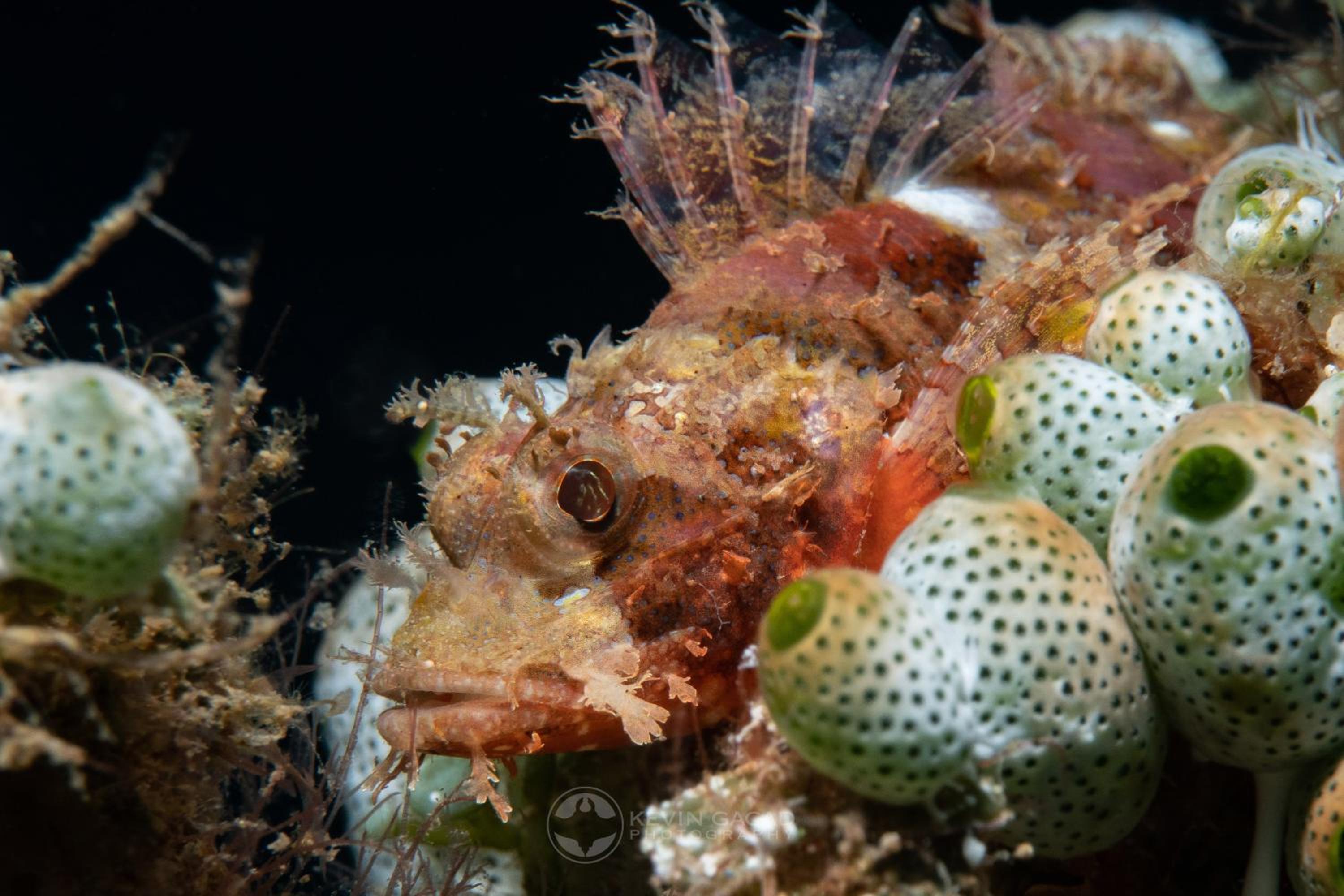 VitaminSea Room