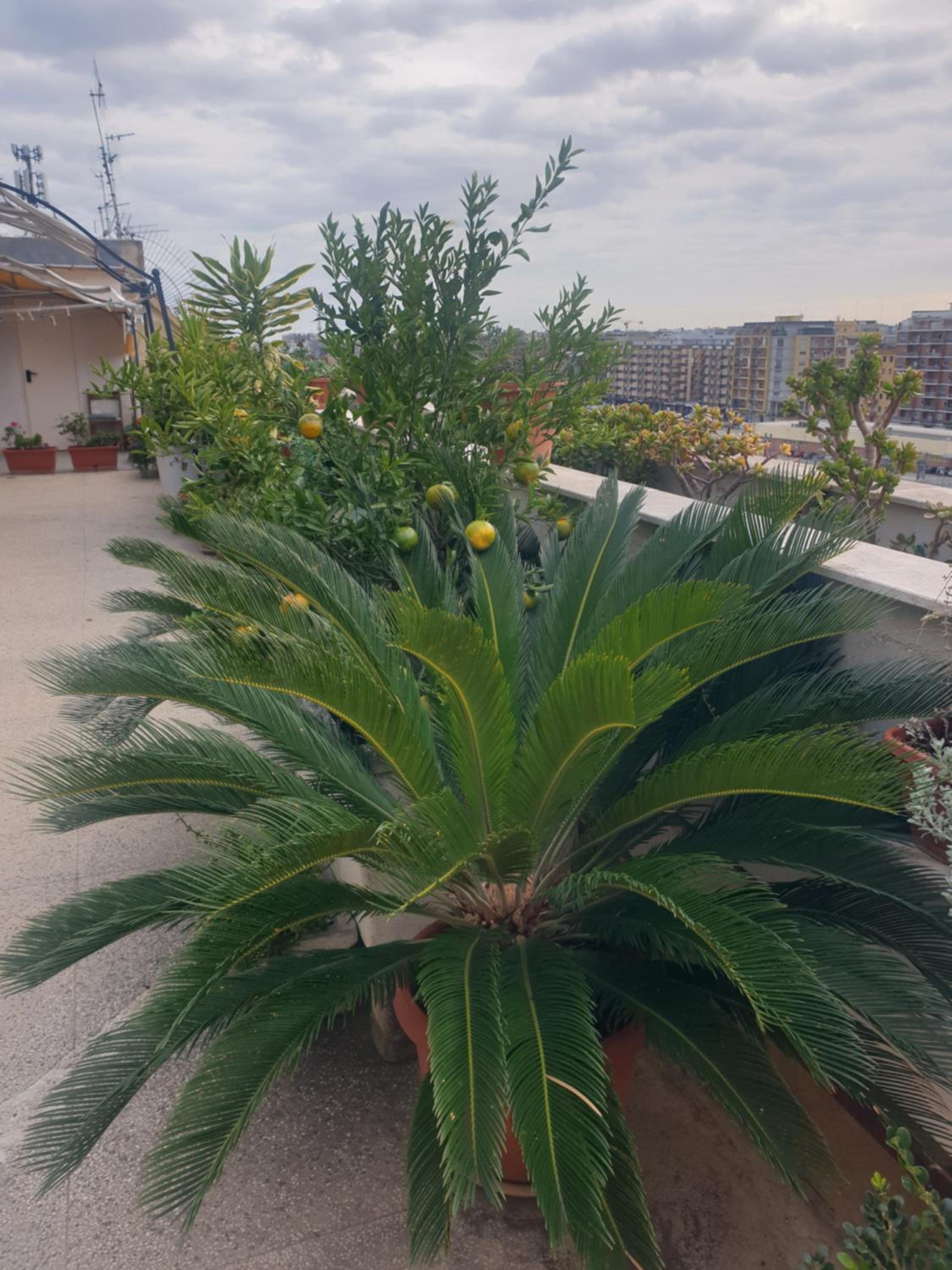 roof