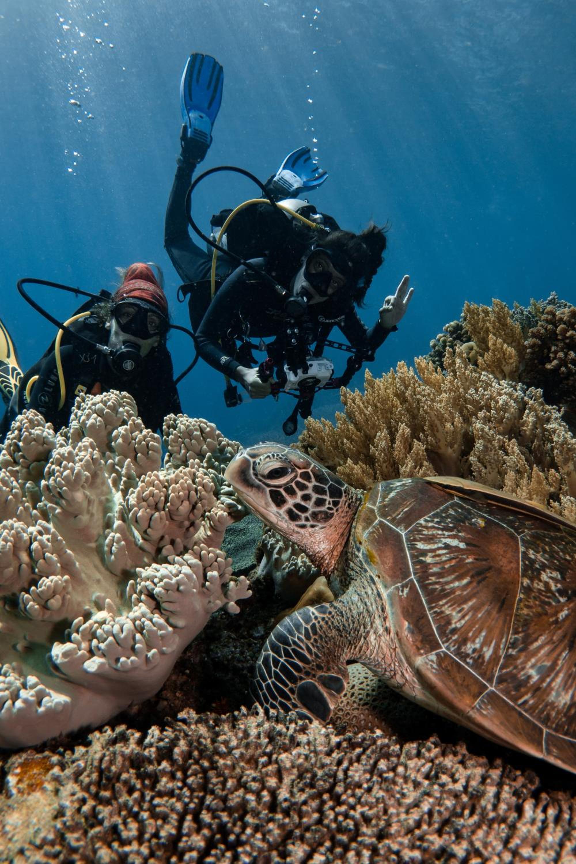 VitaminSea Room