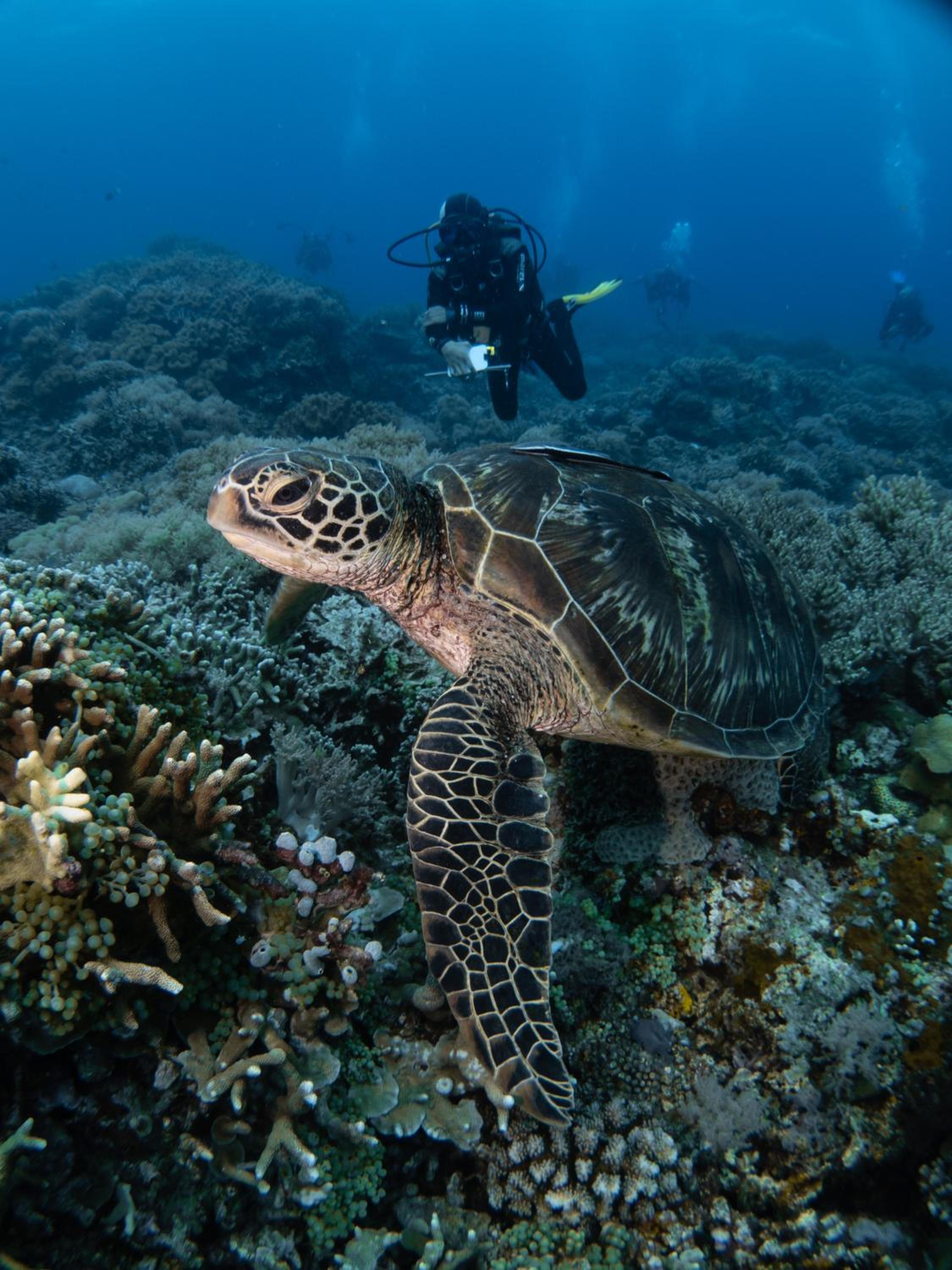 VitaminSea Room