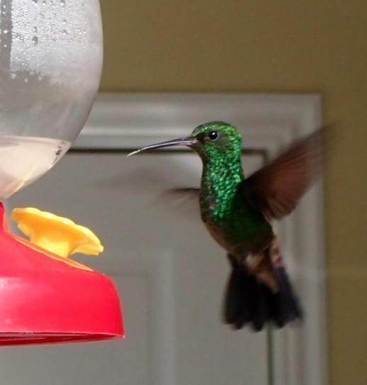 Bon accord Hummingbird Hideaway