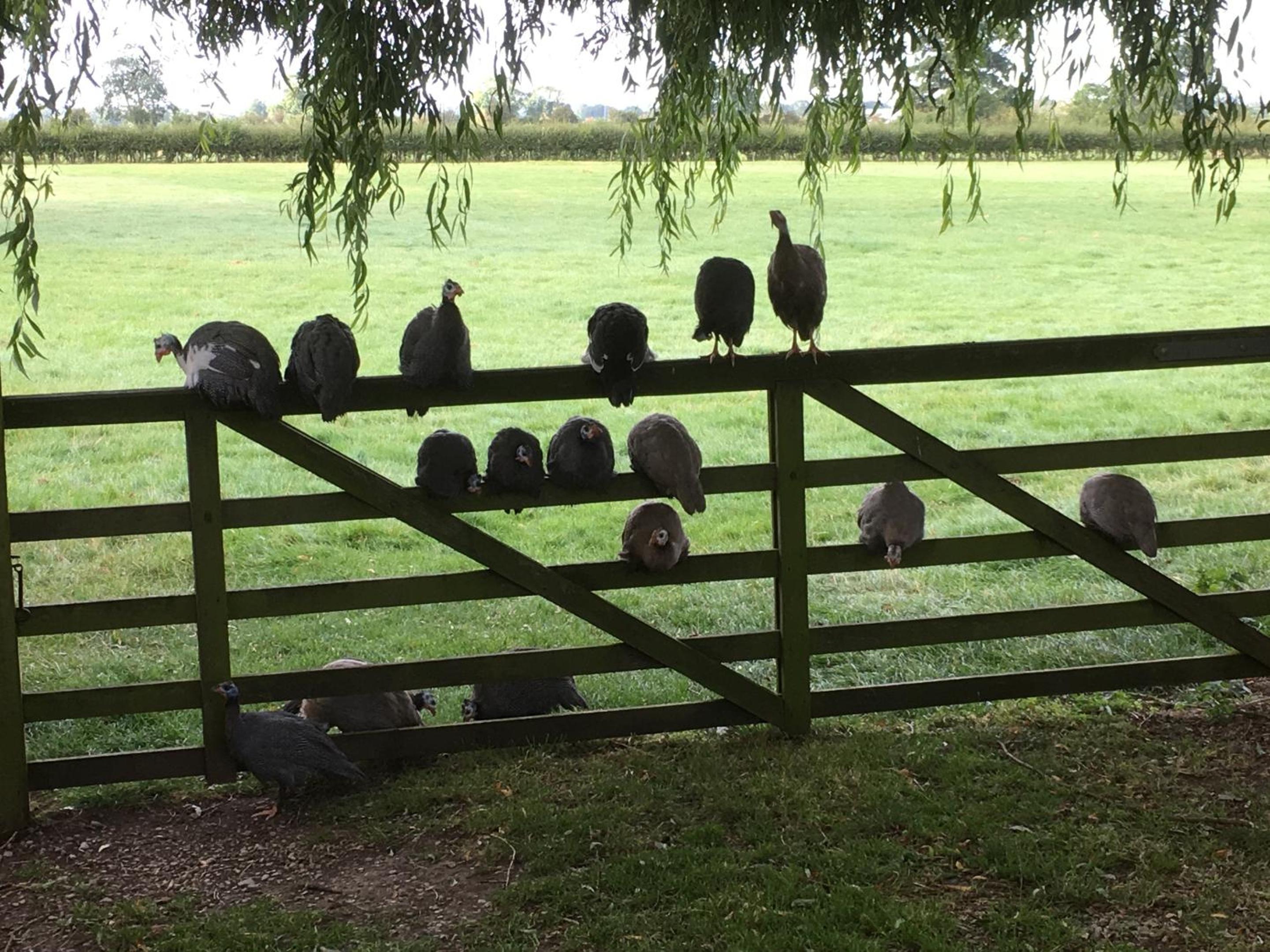 Brickfields Farm