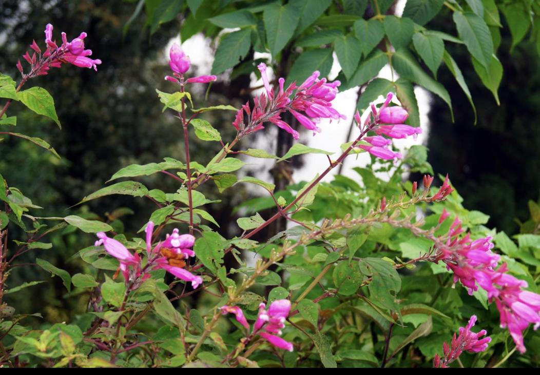 Grace Homestay