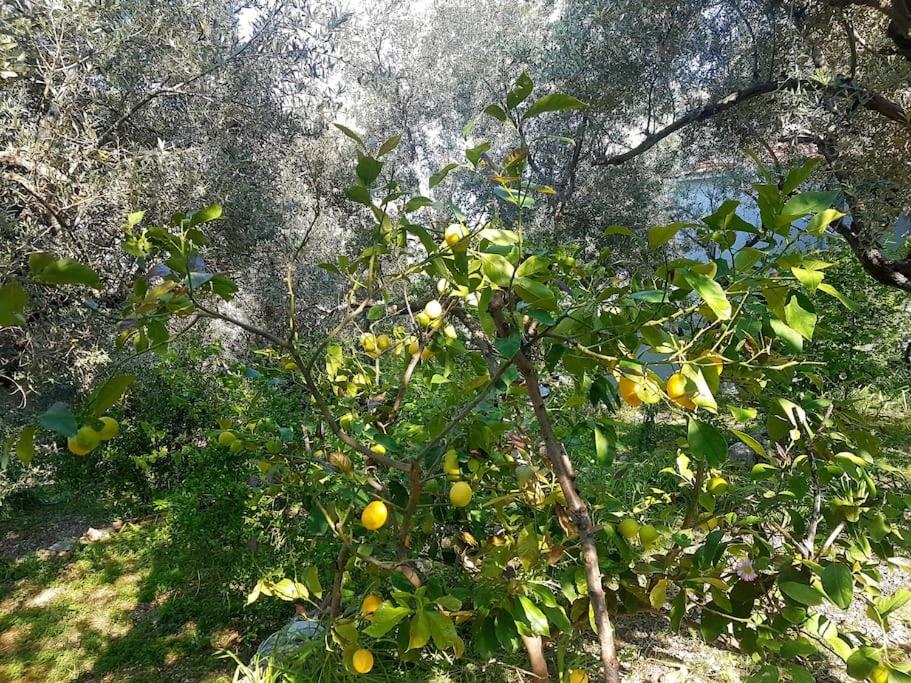 Olive grove mansion - kösedere village