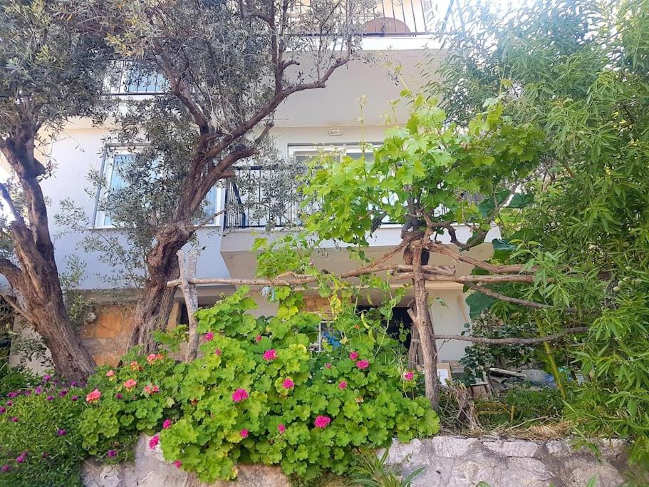 Olive grove mansion - kösedere village