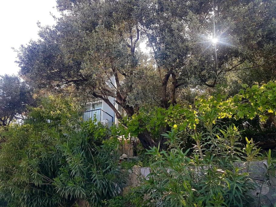 Olive grove mansion - kösedere village