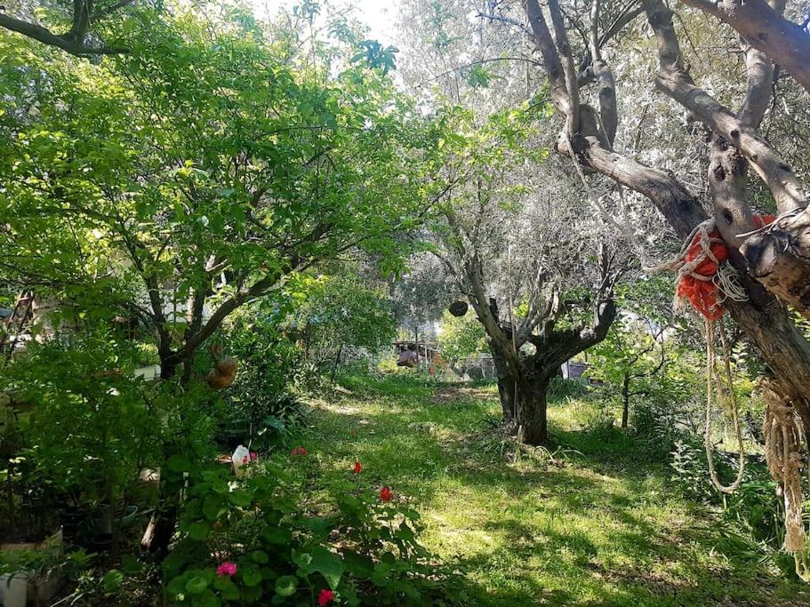 Olive grove mansion - kösedere village