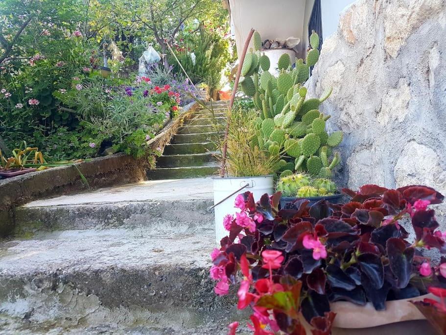 Olive grove mansion - kösedere village