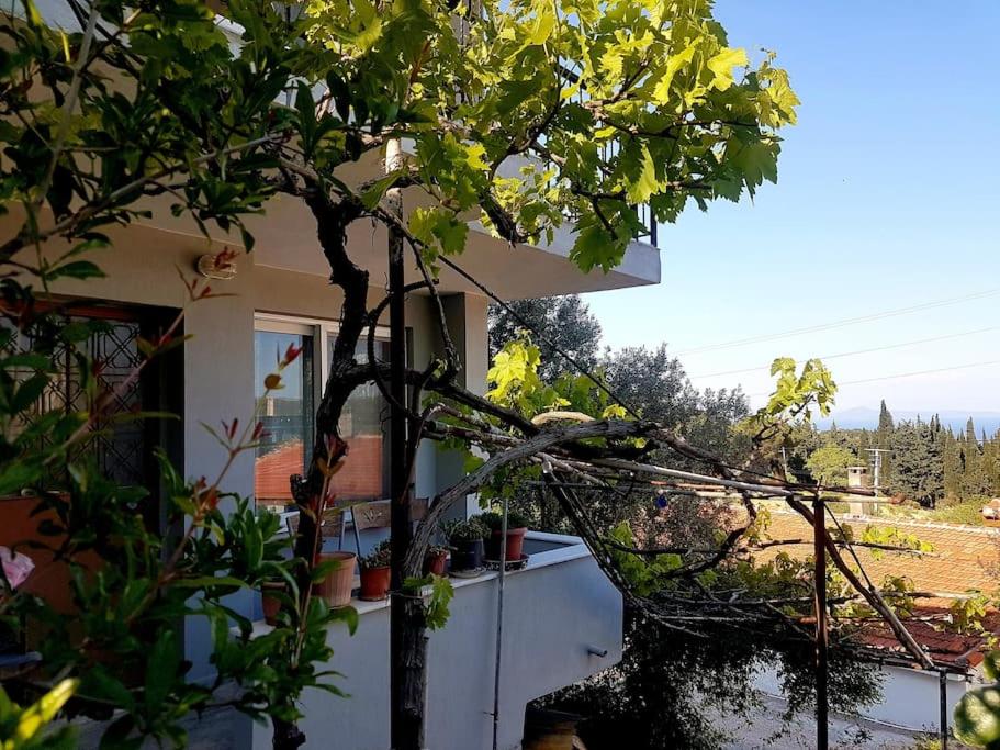 Olive grove mansion - kösedere village