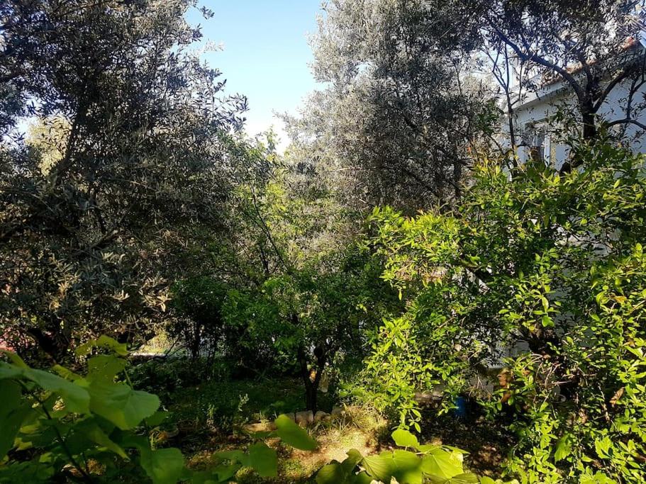 Olive grove mansion - kösedere village