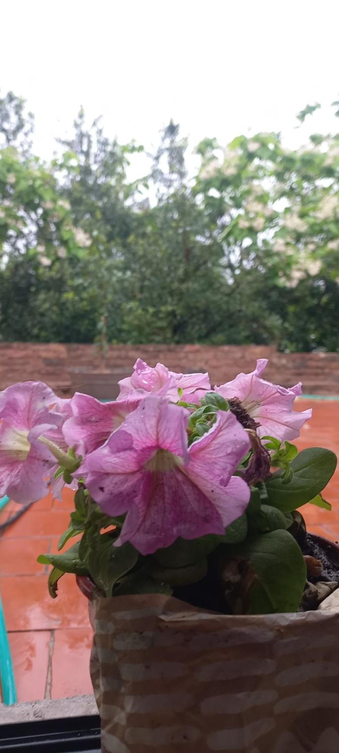 Úrsula, MACONDO