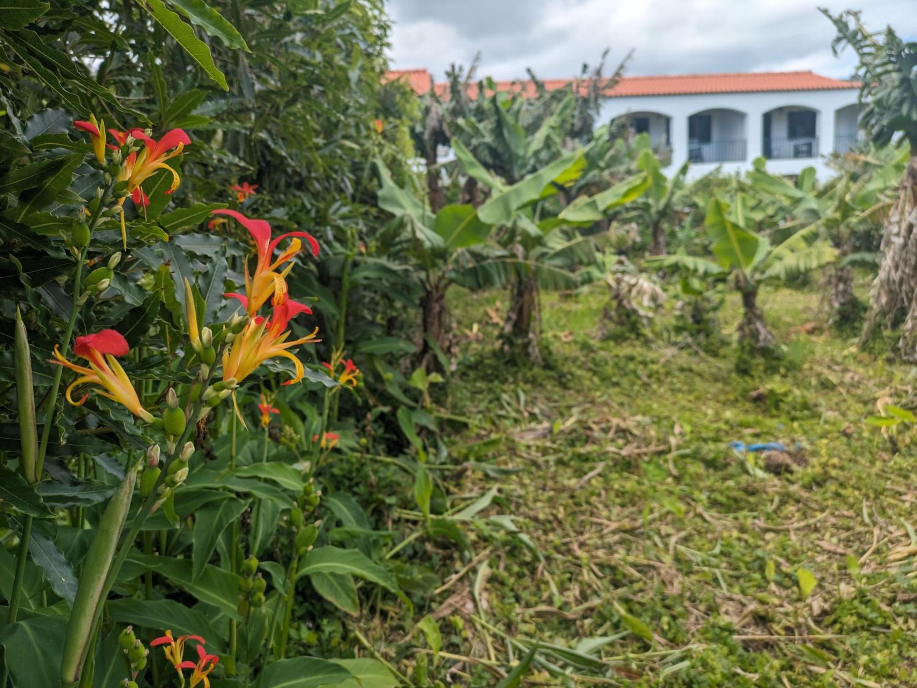The Plantation Faial