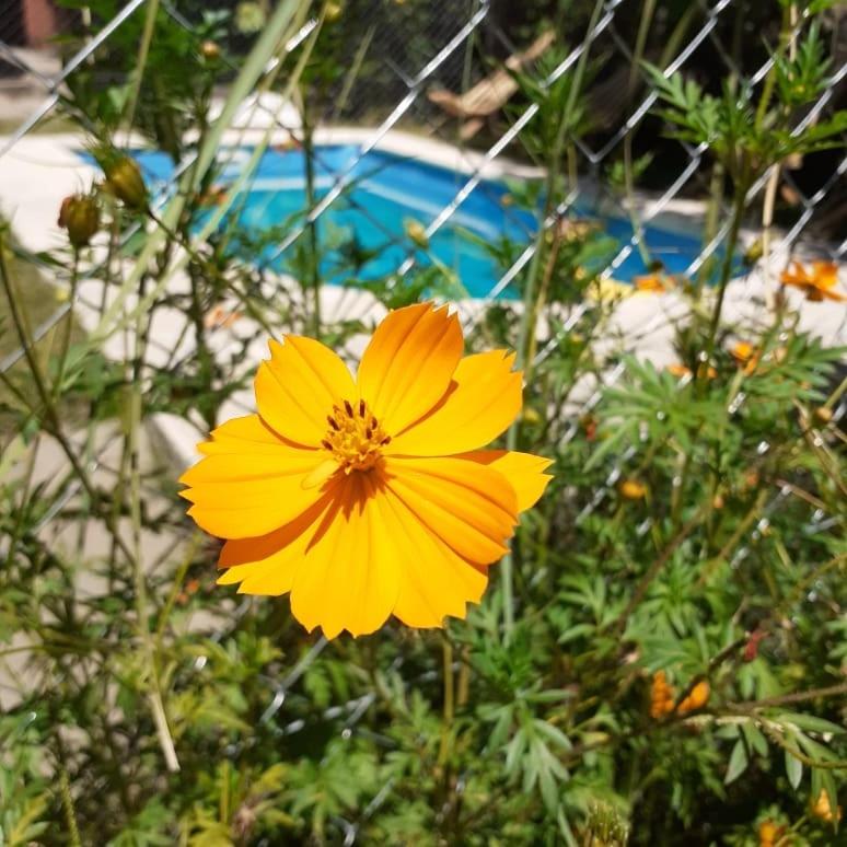 Cabañas La Petunia