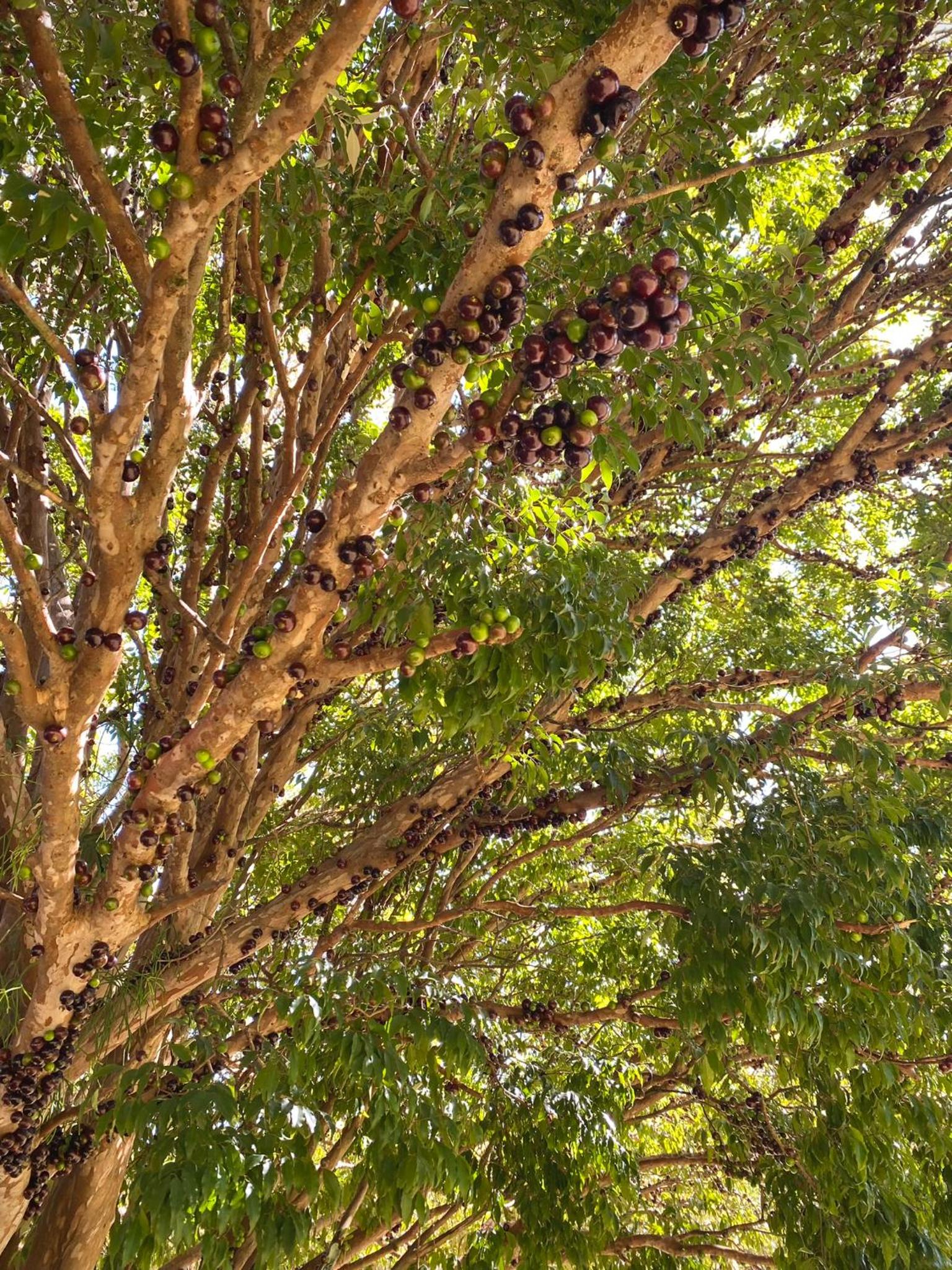 Morada Paraíso Vale Azul