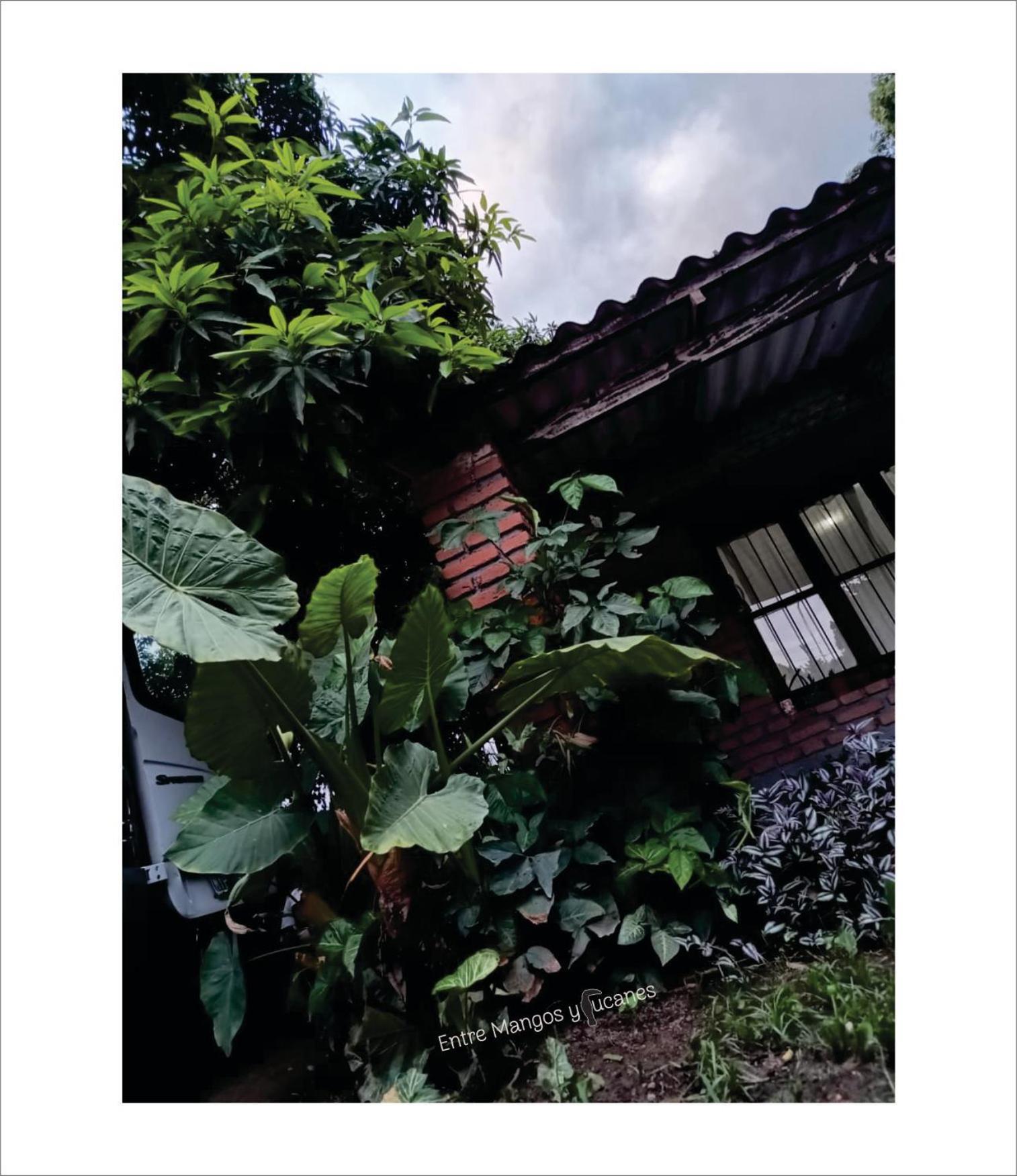 Entre Mangos y Tucanes