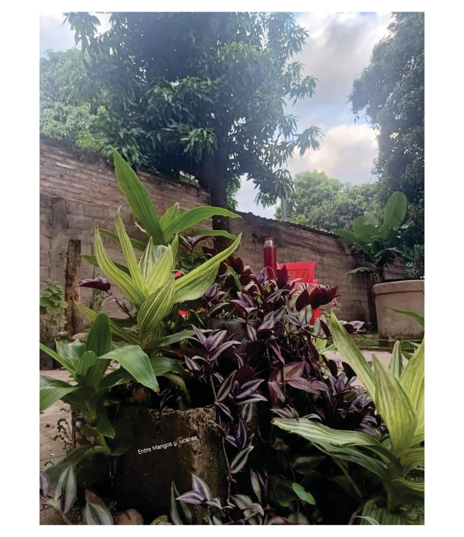Entre Mangos y Tucanes