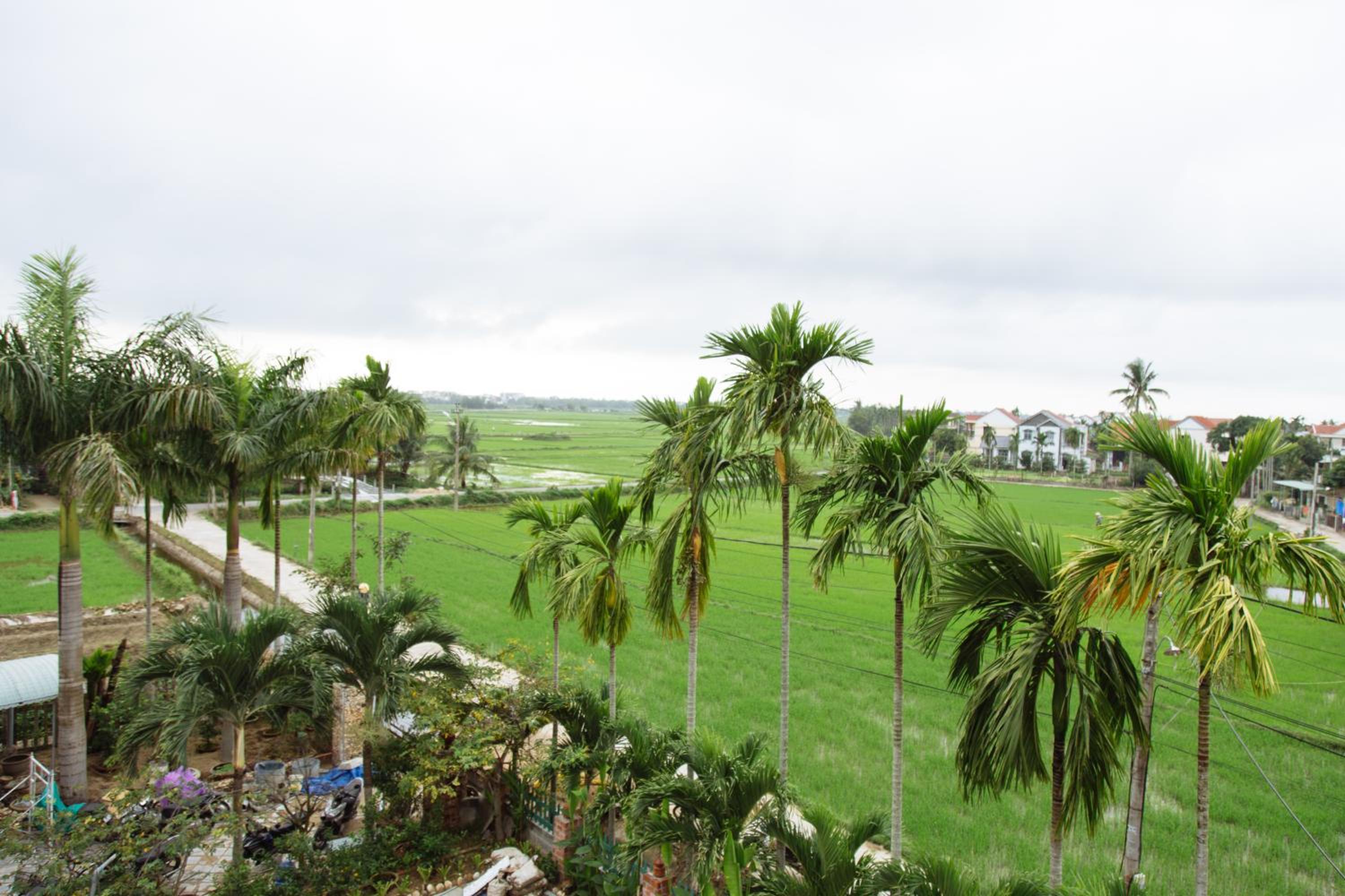 Hoi An Golden Rice Villa