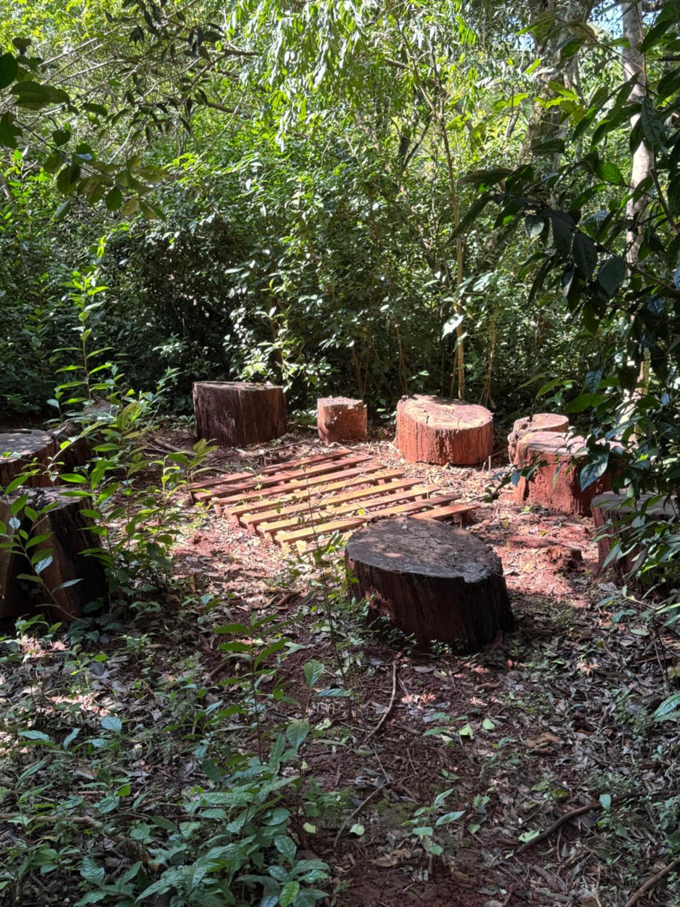 Tacuarita