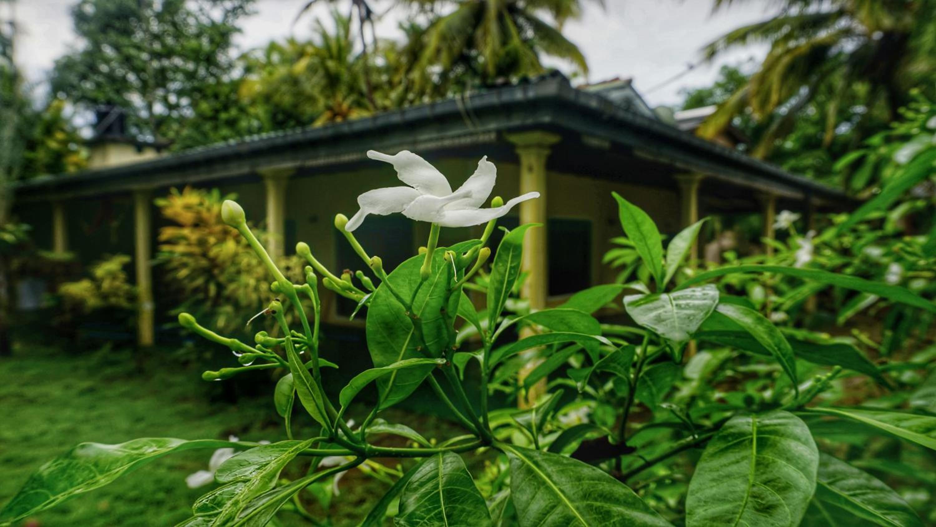 Lavish Layer Homestay