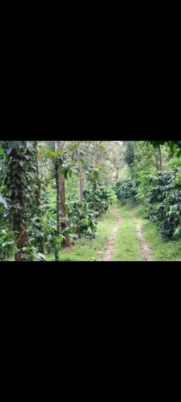 Cus homestay Coorg view 2