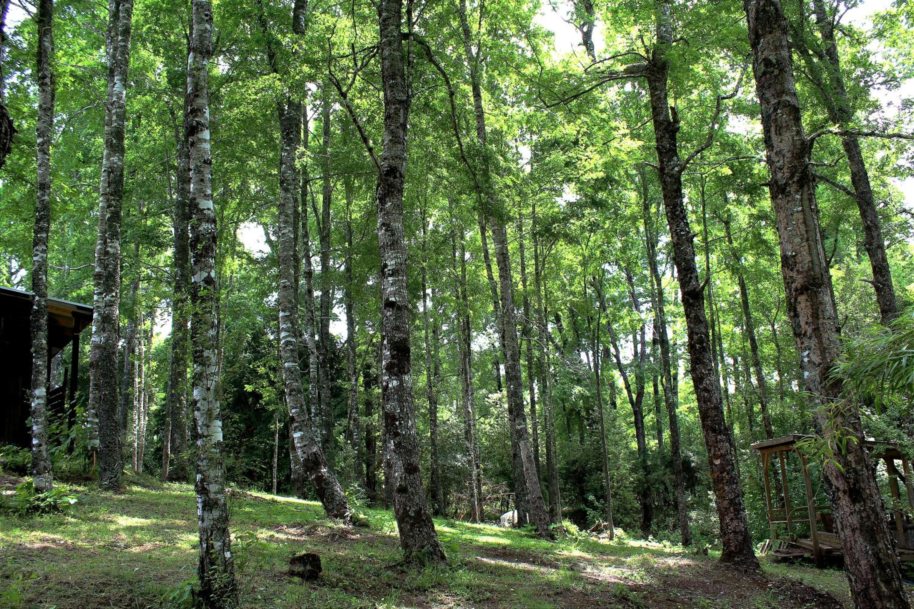 Photo 31