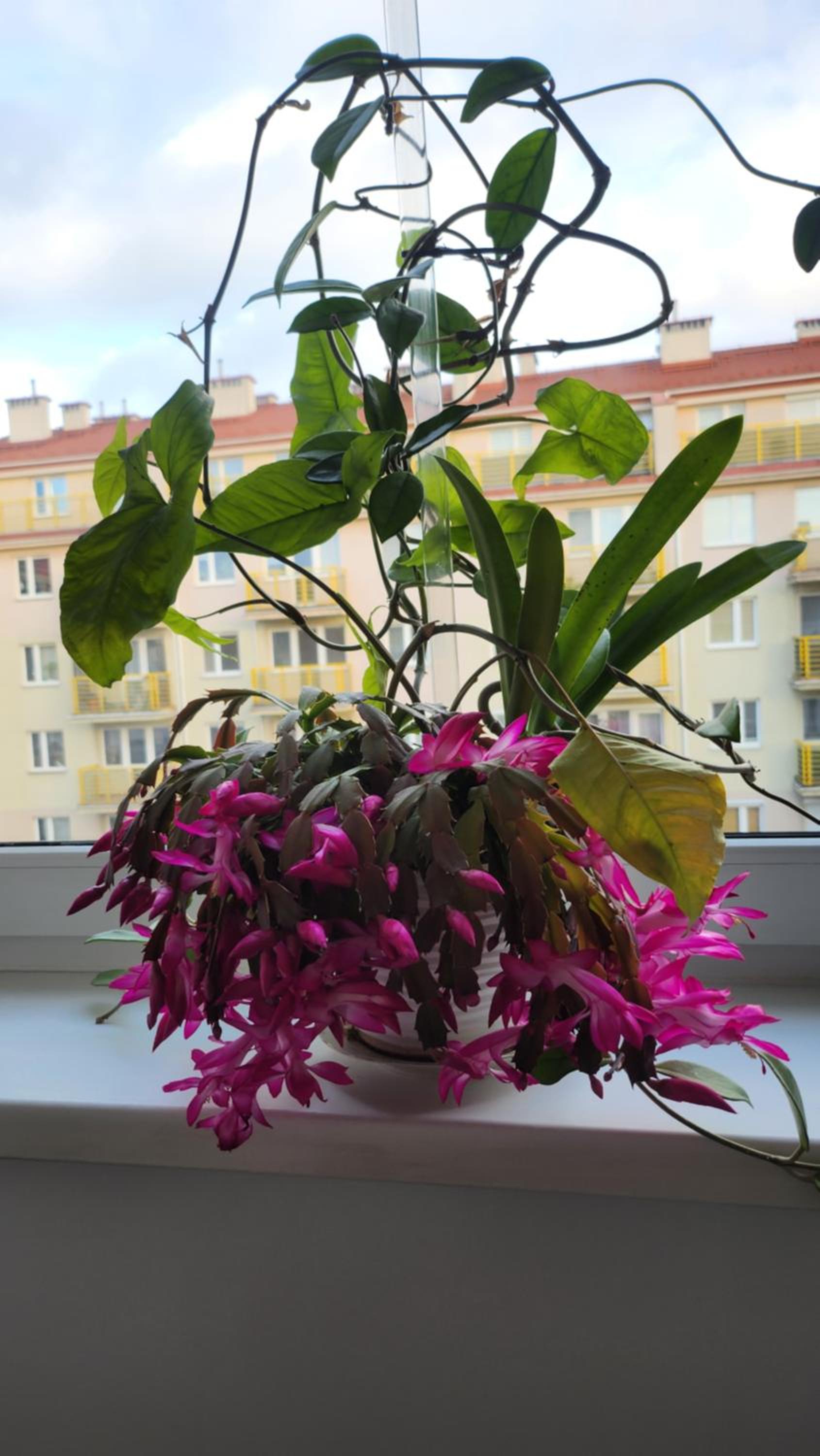 Wspomnienie młodości, photo 24