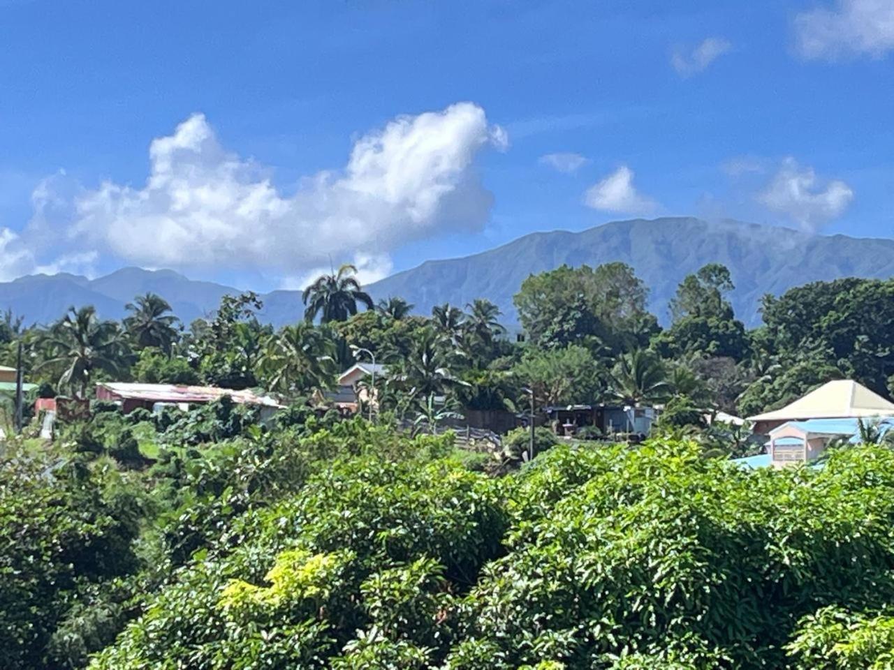 Orchidée Guadeloupe