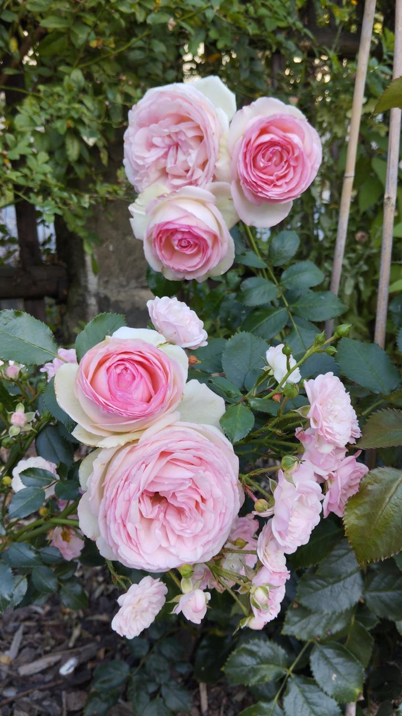 Rosengarten