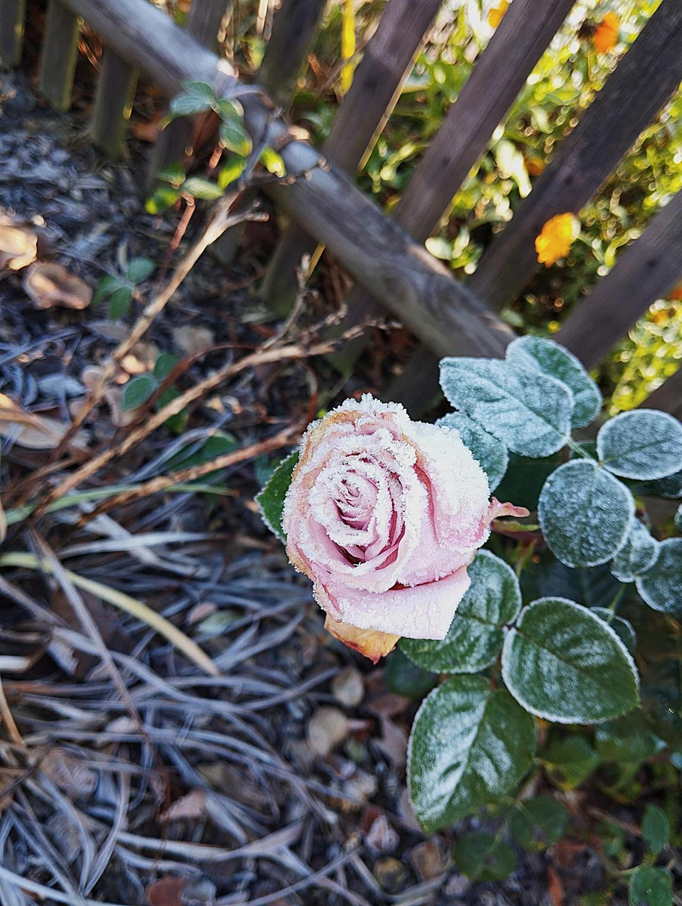 Rosengarten
