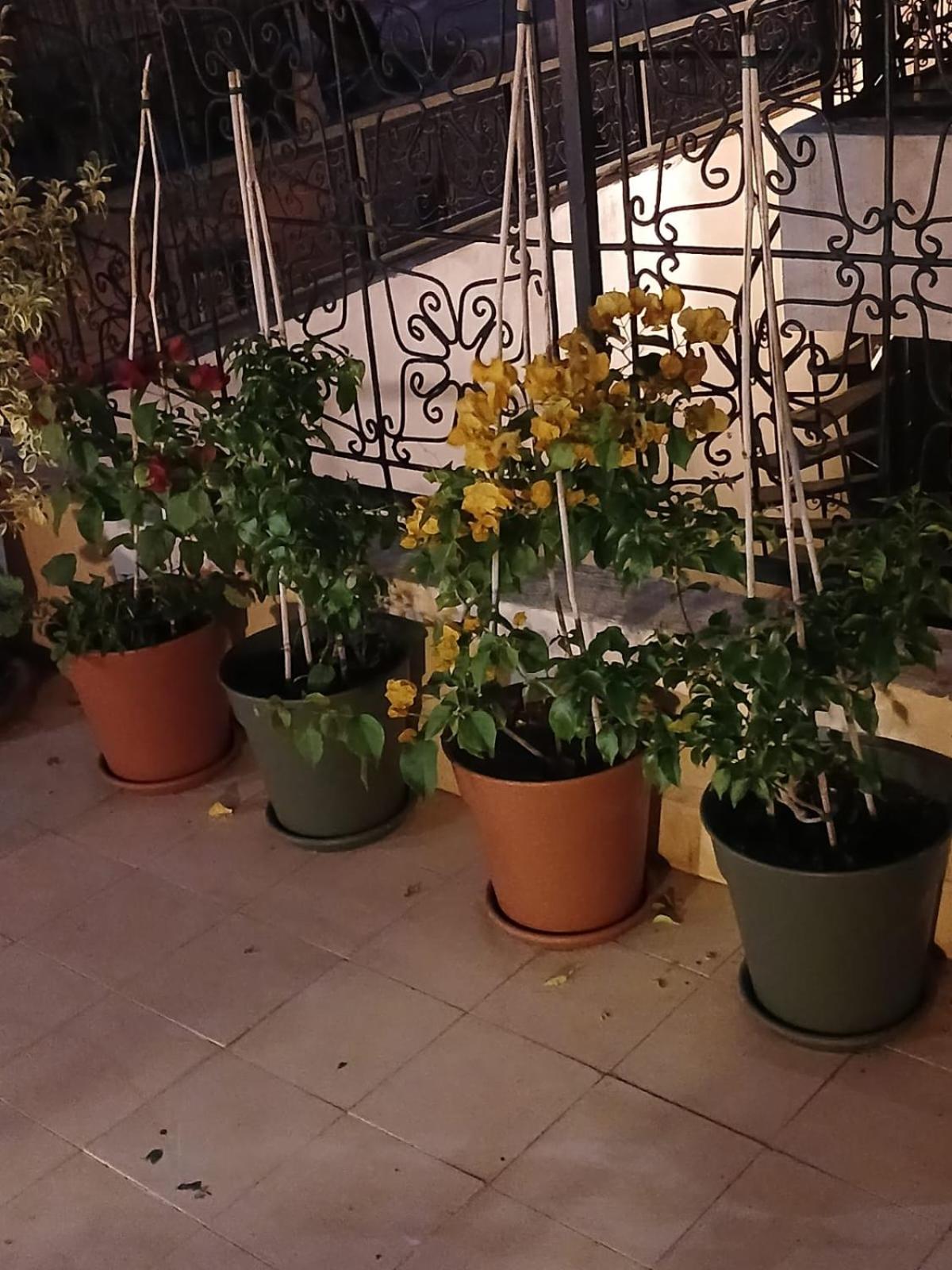 Riad Dantella