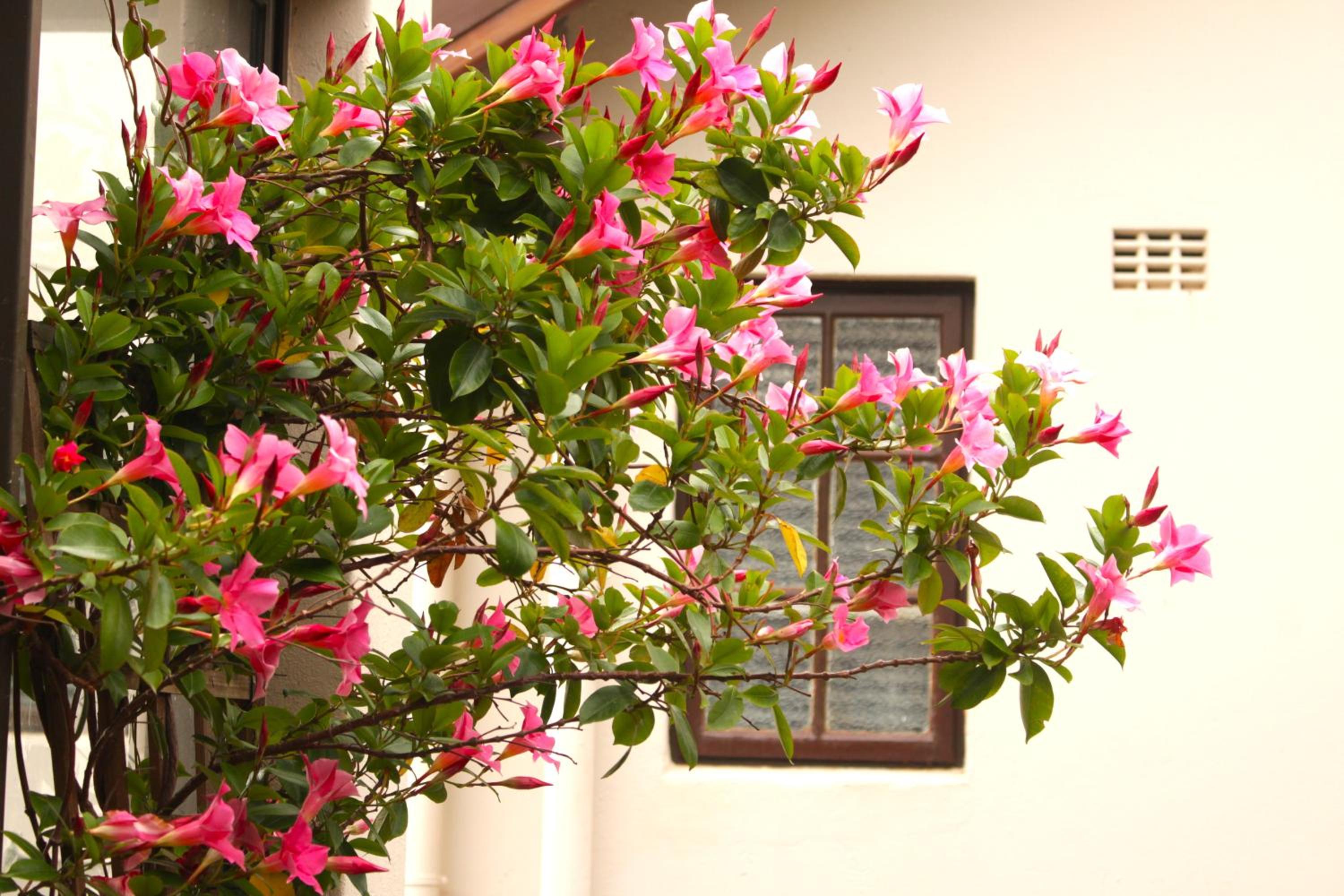 Woodlea self-catering flatlet