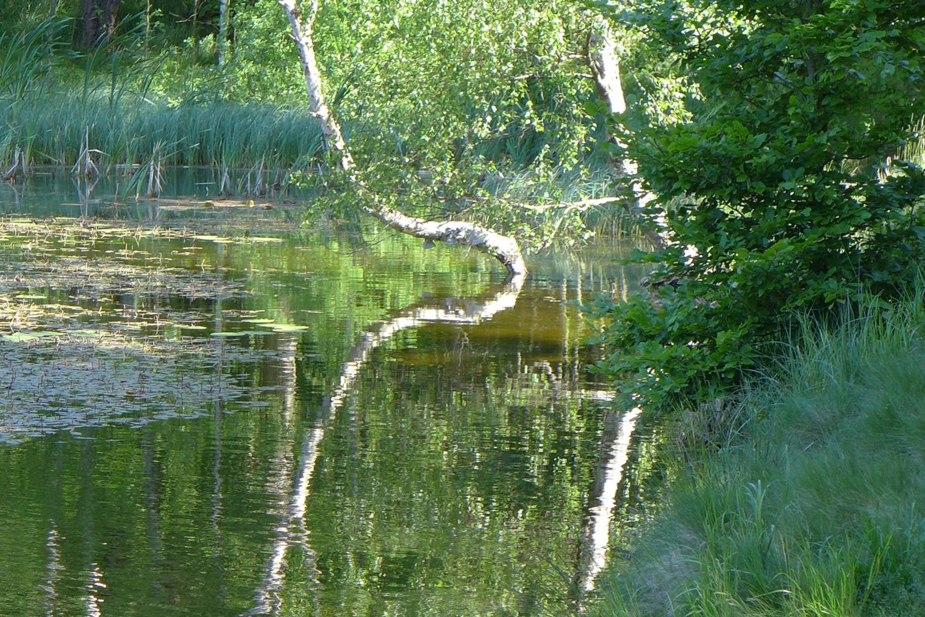 Guest House Sněžník