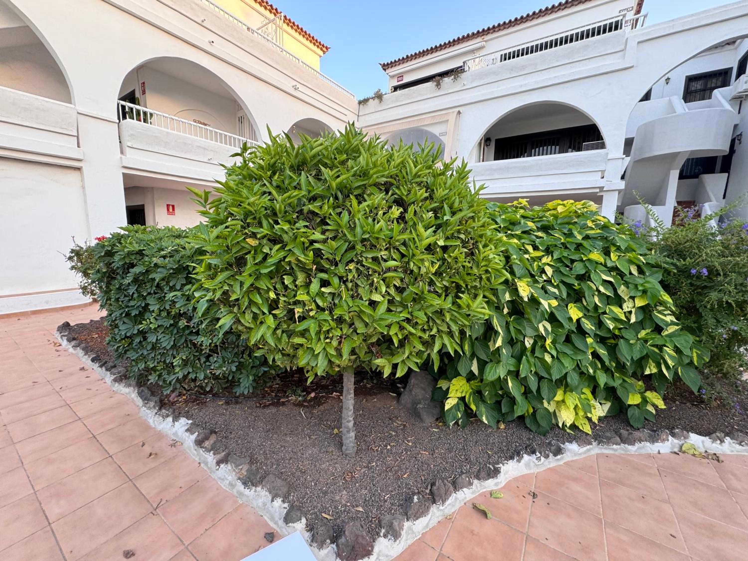 Amarilla Golf Scorpio