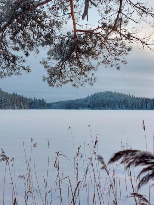 Lumous Forest Hut, Luontovire