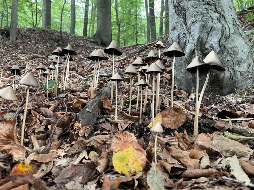 La Canopée des Arbres, Juliette