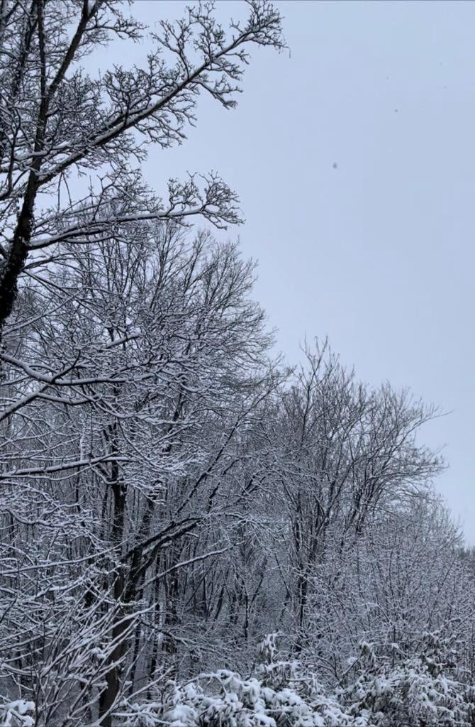 La Canopée des Arbres, Juliette