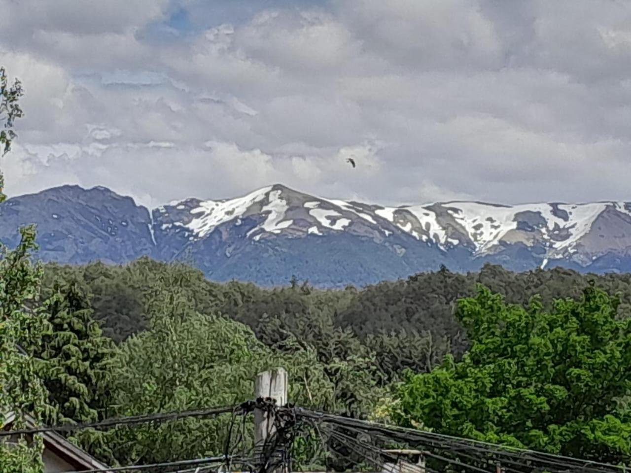 CIERVO - Dpto Villa la Angostura