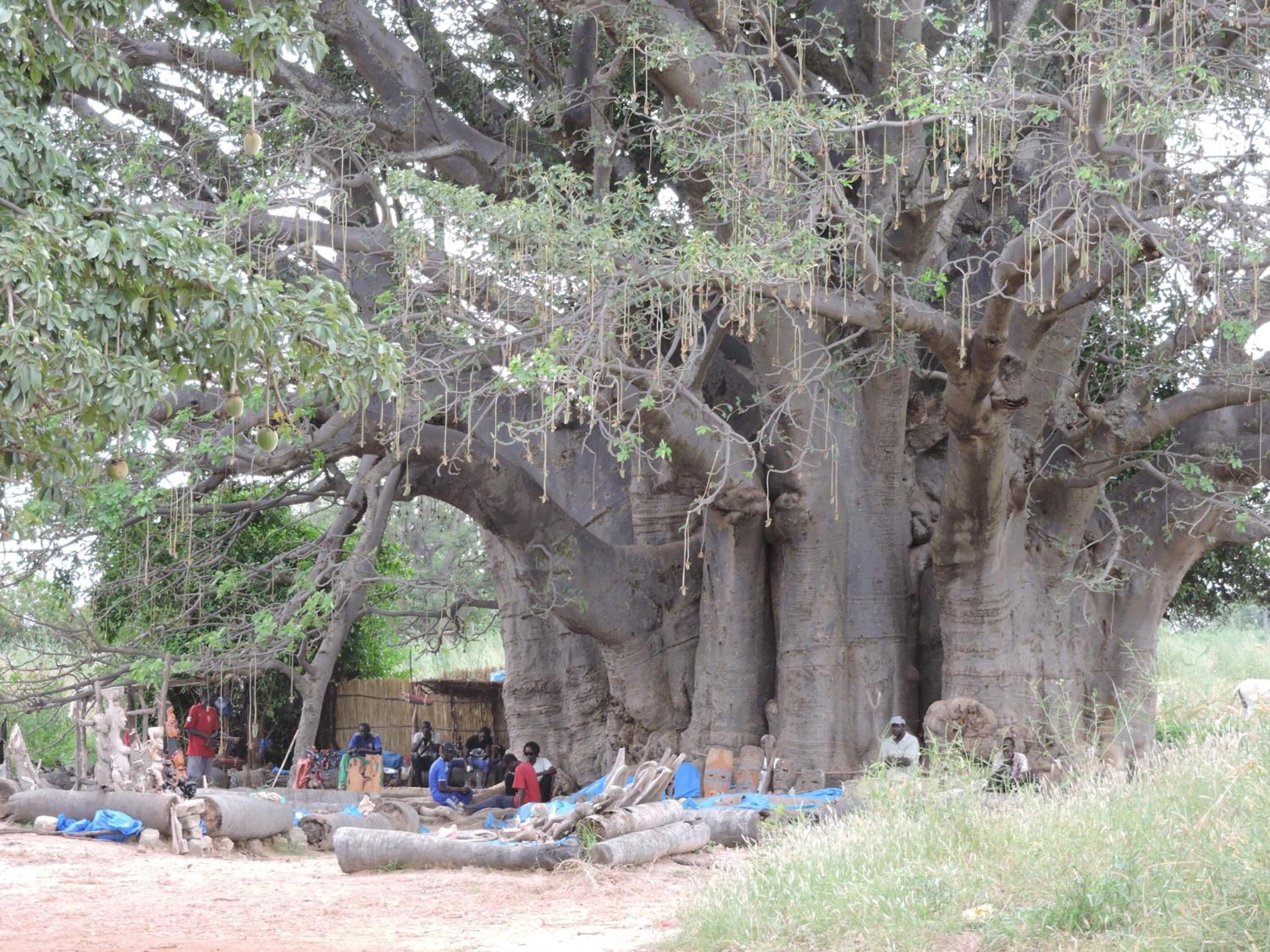 Baobab Lodge