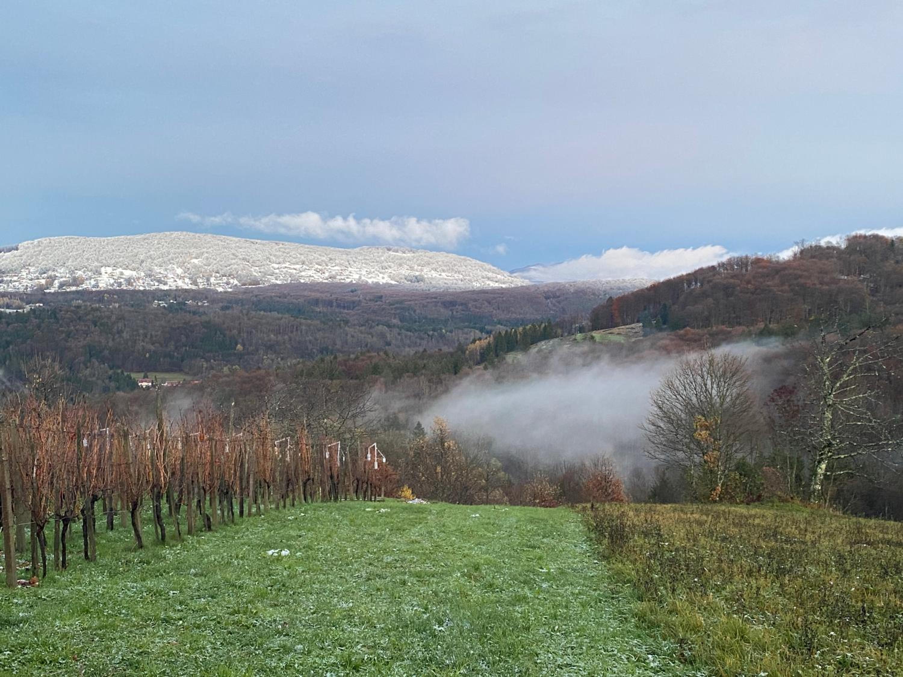 Vineyard Cottage Rigelj view 4