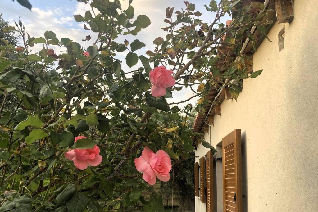 Iriti's Villa & Dahlia Studio